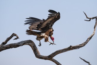 Hooded Vulture (Necrosyrtes monachus) flies, lands on a branch against a blue sky, Moremi Game