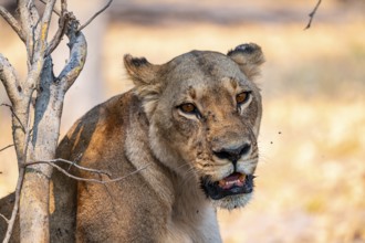 Female, Lion (Panthera Leo), Moremi Game Reserve, Botswana
