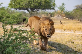 Maned Lion, Lion (Panthera Leo) runs, Savanna, Moremi Game Reserve, Botswana