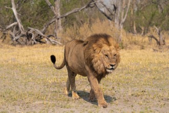 Maned lion, lion (Panthera Leo) runs to the side, savanna, Moremi Game Reserve, Botswana