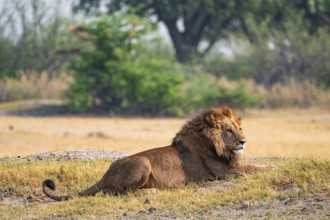 Maned lion, lion (Panthera leo) lies in the savanna, Moremi Game Reserve, Botswana