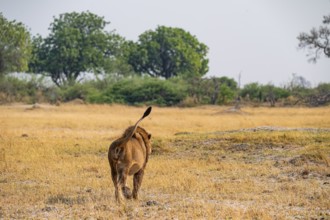 Maned lion, lion (Panthera leo) goes away, savanna, Moremi Game Reserve, Botswana