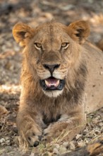 Animal portrait, young male, lion (Panthera Leo) lying, savanna, Moremi Game Reserve, Botswana