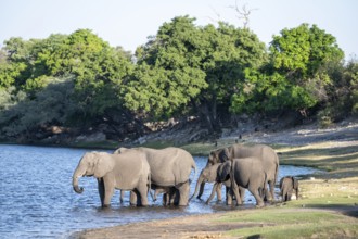African elephant (Loxodonta africana) drinking in Chobe River, Ihaha, Chobe National Park National