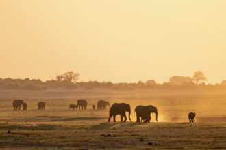 African elephant (Loxodonta africana), silhouette, sunset, atmospheric light, Ihaha, Chobe National
