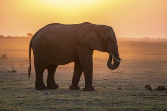 Herd, African Elephant (Loxodonta africana), Silhouette, Sunset, Ambient Light, Ihaha, Chobe