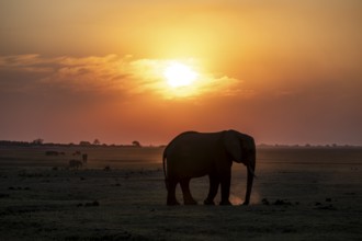 African elephant (Loxodonta africana), silhouette, sunset, atmospheric light, Ihaha, Chobe National