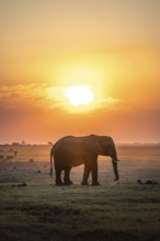 Herd, African Elephant (Loxodonta africana), Silhouette, Sunset, Ambient Light, Ihaha, Chobe