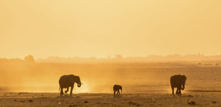 Young animal, African elephant (Loxodonta africana), silhouette, sunset, atmospheric light, Ihaha,
