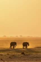 African elephant (Loxodonta africana), silhouette, sunset, atmospheric light, Ihaha, Chobe National