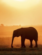 African elephant (Loxodonta africana), silhouette, sunset, atmospheric light, Ihaha, Chobe National