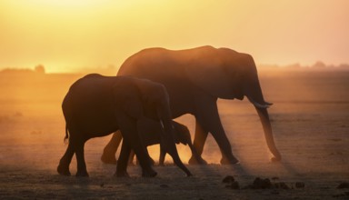 Herd with young animal, African elephant (Loxodonta africana), silhouette, sunset, atmospheric