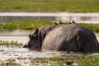 Hippopotamus (Hippopatamus amphibius), Okavango Delta, Moremi Game Reserve, Botswana