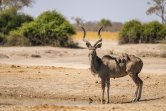 Greater Kudu (Tragelaphus strepsiceros), Moremi Game Reserve, Botswana