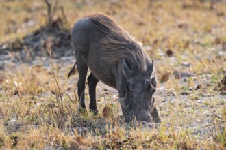 Common Warthog (Phacochoerus africanus), Moremi Game Reserve, Botswana