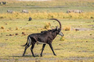 Sable, black antelope, black antelope (Hippotragus niger), Moremi Game Reserve, Botswana