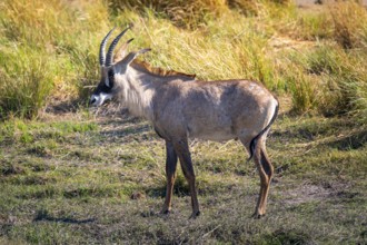 Young animal, sable, black antelope, black antelope (Hippotragus niger), Moremi Game Reserve,