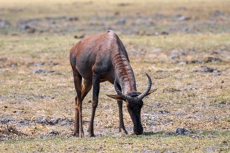South African cow antelopes (Alcelaphus buselaphus caama), Moremi Game Reserve, Botswana
