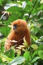 Red leaf monkey (Presbytis rubicunda) in a tree, Borneo, Malaysia