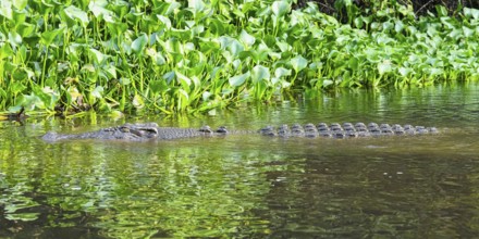 Saltwater crocodile (Crocodylus porosus) swimming in mangrove, Borneo, Malaysia