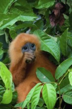 Red leaf monkey (Presbytis rubicunda) feeding on leaves, Borneo, Malaysia