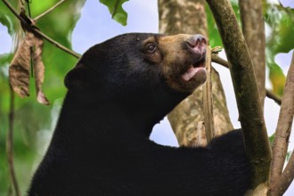 Malayan sun bear (Helarctos malayanus) in a tree, Borneo, Malaysia