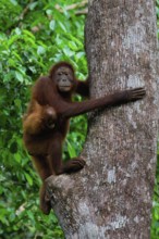 Female Orangutan (Pongo borneo) carrying her youngster in the forest, Borneo, Malaysia