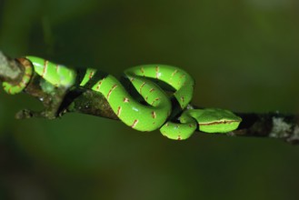 Bornean pit viper (Craspedocephalus borneensis) rolled up around a branch, Borneo, Malaysia