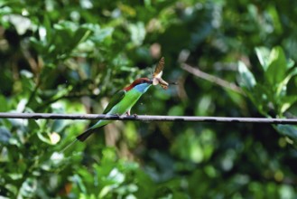 Blue-throated bee-eater (Merops viridis) catching and eating a hawk moth, Borneo, Malaysia