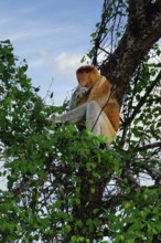 Endemic Proboscis monkey or Long-nosed monkey (Nasalis larvatus), sitting on a branch in the