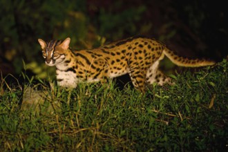 Leopard cat (Prionailurus bengalensis) walking in the forest at night, Borneo, Malaysia