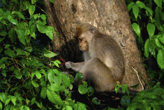 Long-tailed Macaque (Macaca fascicularis) in a tree, Borneo, Malaysia