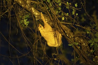 Bornean colugo (Galeopterus borneanus) in a tree, Borneo, Malaysia