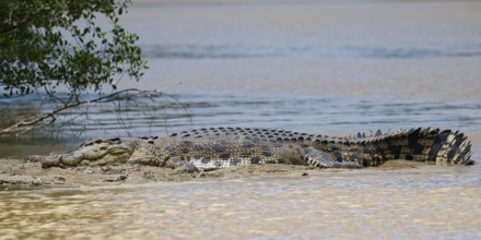 Saltwater crocodile (Crocodylus porosus) laying on a riverbank, Borneo, Malaysia