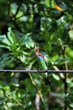 Blue-throated bee-eater (Merops viridis) catching and eating a hawk moth, Borneo, Malaysia