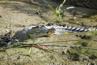 Saltwater crocodile (Crocodylus porosus) laying on a riverbank, Brunei