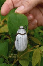 White Cockchafer Beetle on a leaf, Hand showing the size of the beetle Borneo, Malaysia