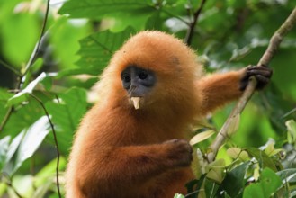 Red leaf monkey (Presbytis rubicunda) feeding on leaves, Borneo, Malaysia