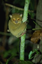 Horsfield's tarsier (Cephalopachus bancanus) or Western tarsier climbing a tree branch, Borneo,