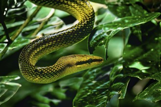 Gray tailed racer snake (Gonyosoma oxycephalum) between leaves, Borneo, Malaysia
