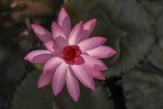 Water lily, Bali, Indonesia