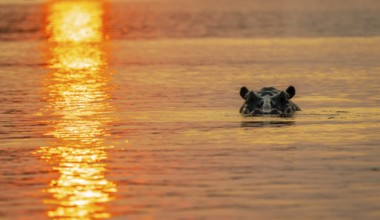 Hippopotamus (Hippopatamus amphibius) in water, Kavango River, sunset, Zambezi region, Caprivi