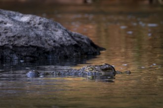 Nile crocodile (Crocodylus niloticus) in water, Kavango River, sunset, Zambezi region, Caprivi