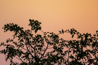 Dove sitting on tree with sunset, Zambezi region, Caprivi Strip, Namibia