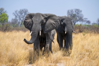 African elephant (Loxodonta africana) in dry savanna, Bwabwata National Park, Caprivi Strip,