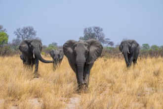 Herd of African elephants (Loxodonta africana) in dry savanna, Bwabwata National Park, Caprivi
