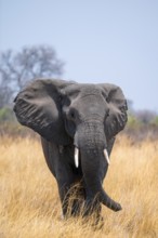 African elephant (Loxodonta africana) in dry savanna, Bwabwata National Park, Caprivi Strip,