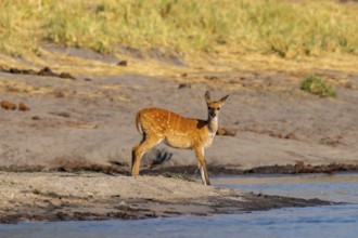 Bush buck (Tragelaphus sylvaticus) on the Okavango River, Caprivi Strip, Namibia