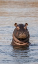 Hippopotamus (Hippopatamus amphibius) looks funny out of the water, Okavango River, Caprivi Strip,