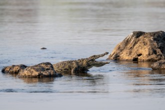 Nile crocodile (Crocodylus niloticus) runs on the Okavango River, Caprivi Strip, Namibia
